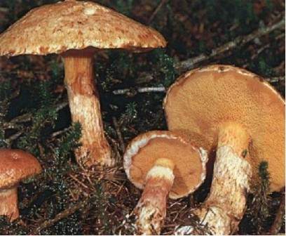   - Suillus tridentinus